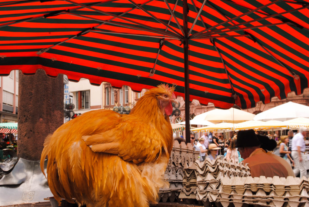 Chicken hanging out with some eggs at the weekly market in Mainz.