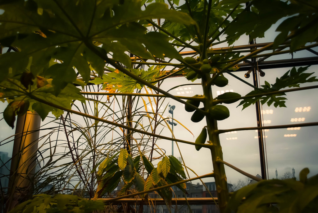 Cocoa plant in the wild! Okay the greenhouse. 
